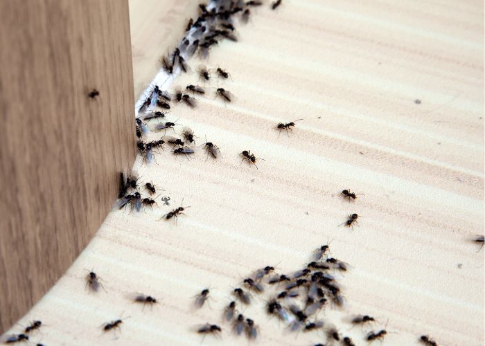 Ants