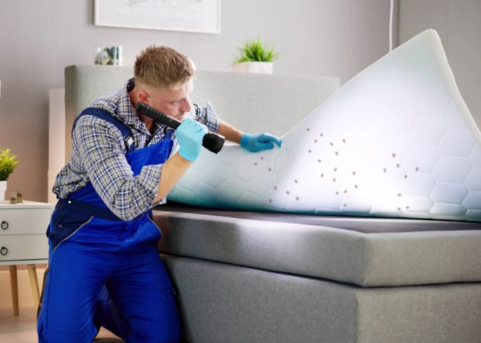 Bed Bugs Treatment