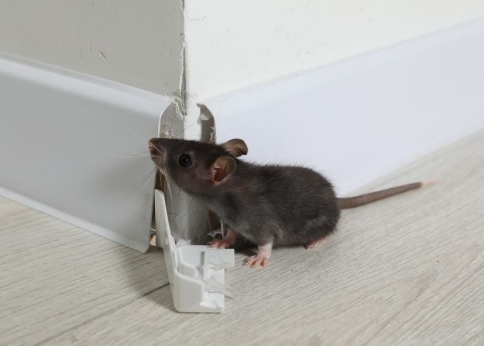 Rats & Rodents