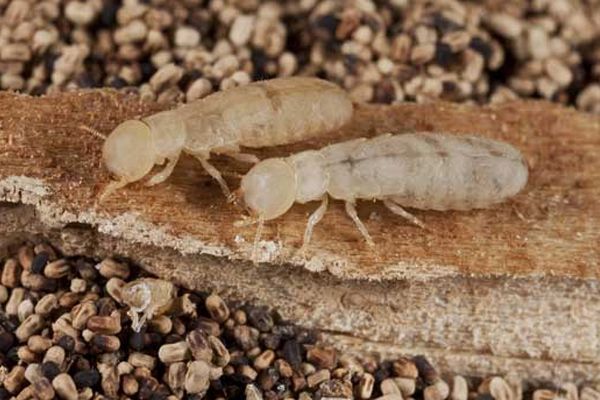 Wood Borer Treatment